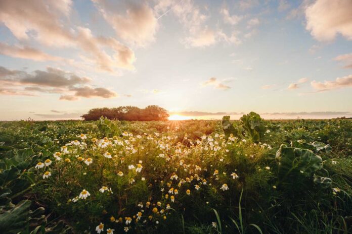 Bed-&-breakfast-Texel